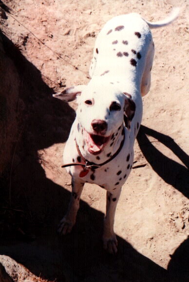 Ripley (1982-1997)