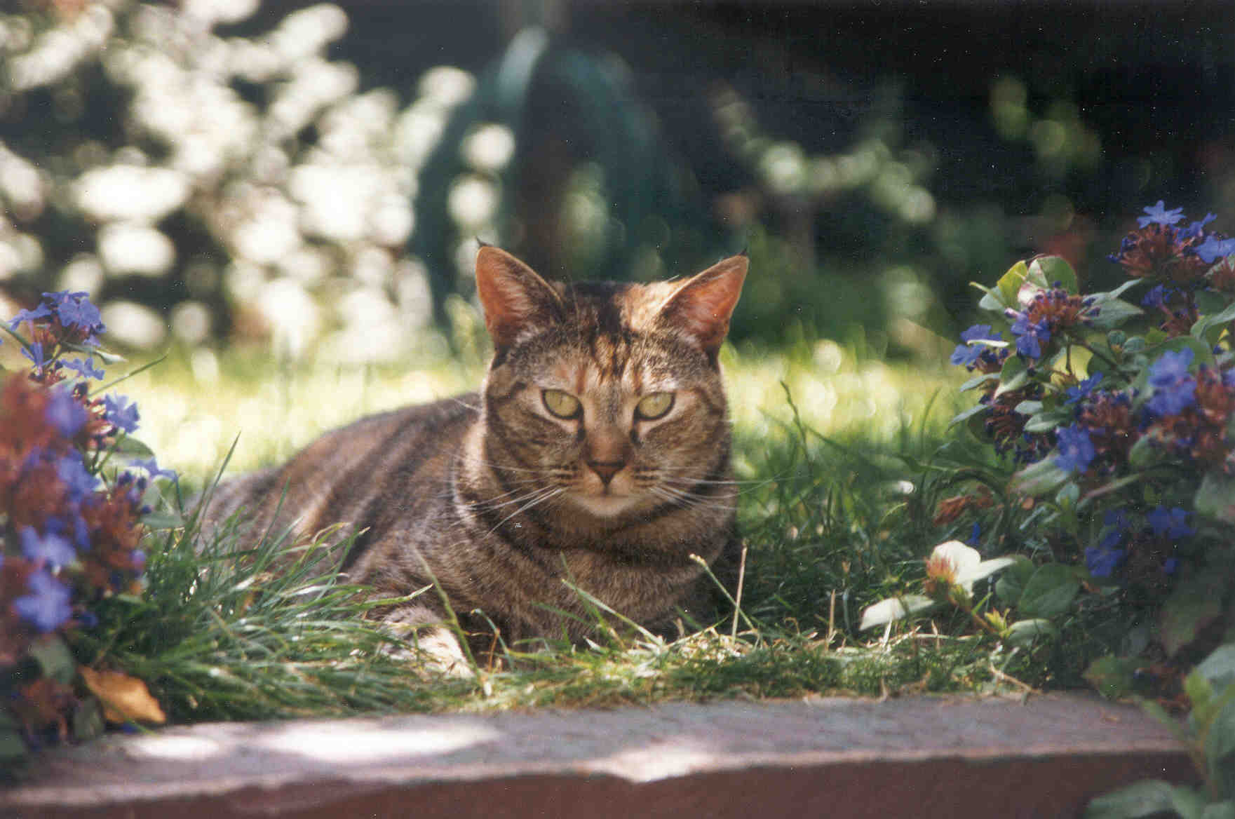 Maddy, the World's Best Cat